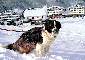犬